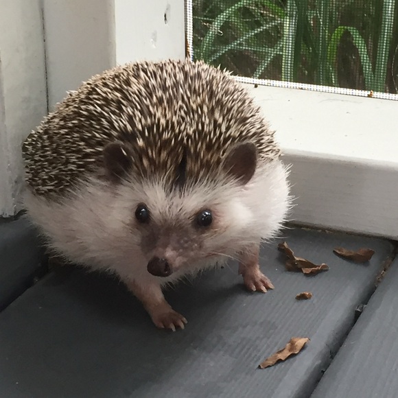 haute_hedgehog